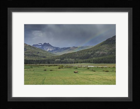 Framed Yellowstone Bison With Rainbow Print