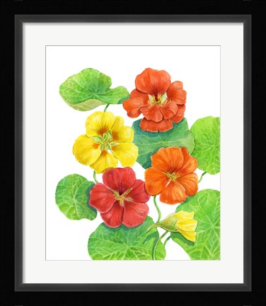 Framed Nasturtiums Print