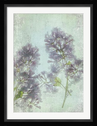 Framed Lilac Print