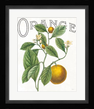 Framed Classic Citrus VI Print