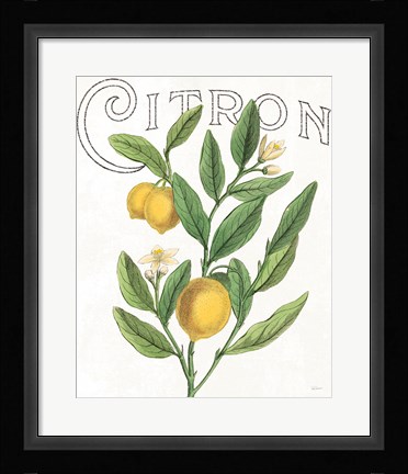 Framed Classic Citrus V Print