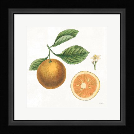 Framed Classic Citrus IV Print
