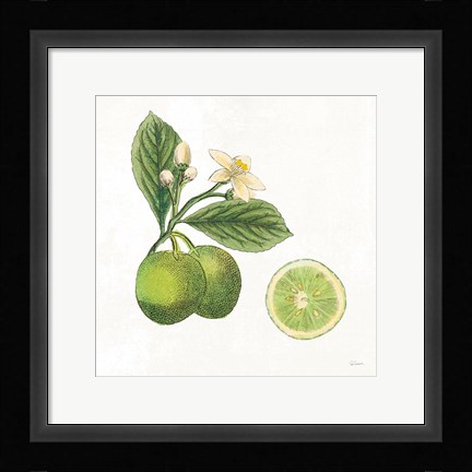 Framed Classic Citrus III Print
