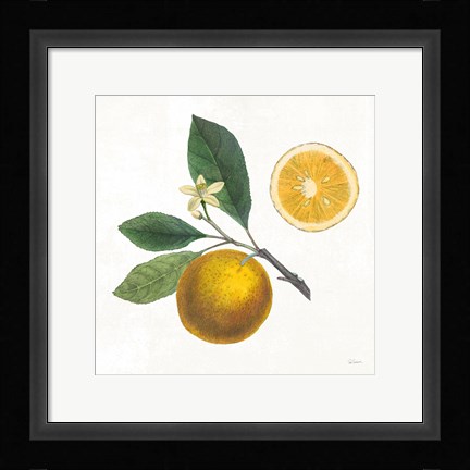 Framed Classic Citrus II Print