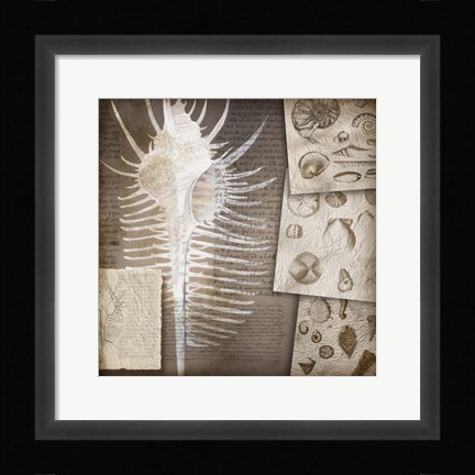 Framed Combshell I Print