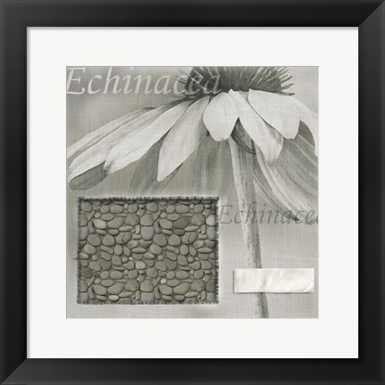 Framed Echinacea I Print