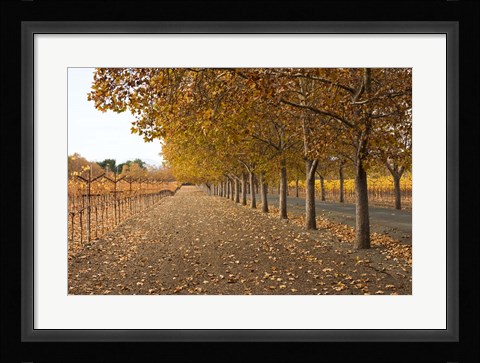 Framed Autumn Rows Print