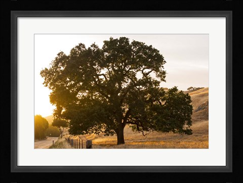 Framed Roadside Oak Print