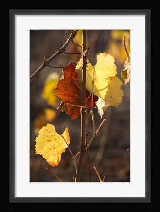 Framed Autumn Leaves Print