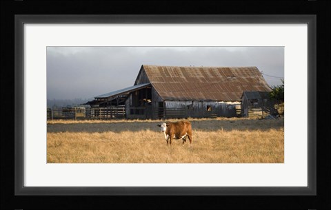 Framed Cow Portrait Print