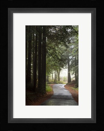 Framed Forest Road Print