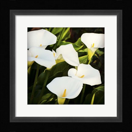 Framed Calla Lilies Print