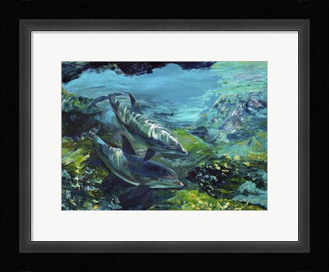 Framed Tranquility Atlantic Bottlenose Dolphins Print