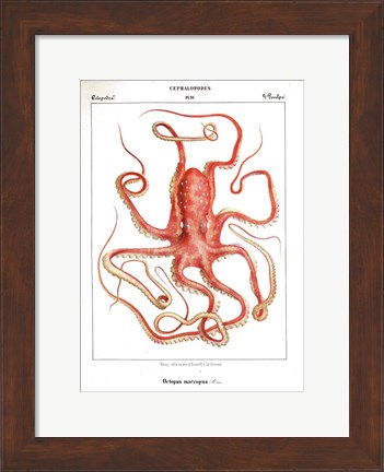 Framed Octopus Etching Print