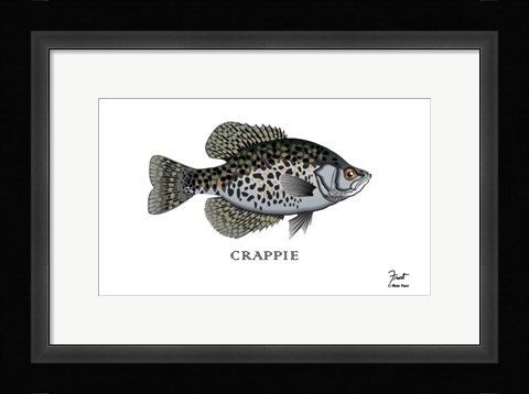 Framed Crappie Fish Print