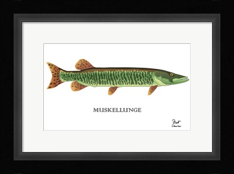 Framed Muskellunge Print