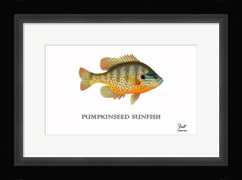 Framed Pumpkinseed Sunfish Print