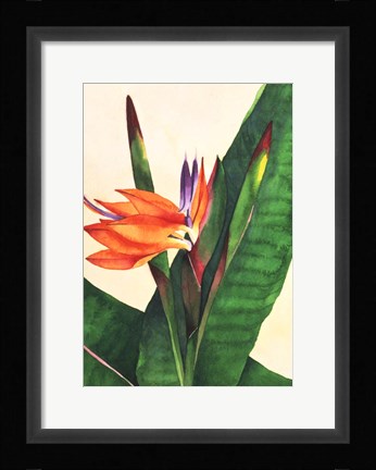 Framed Bird Of Paradise Print
