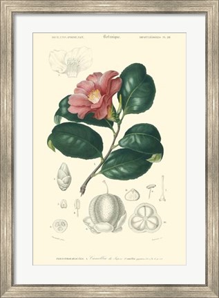 Framed Floral Botanique II Print