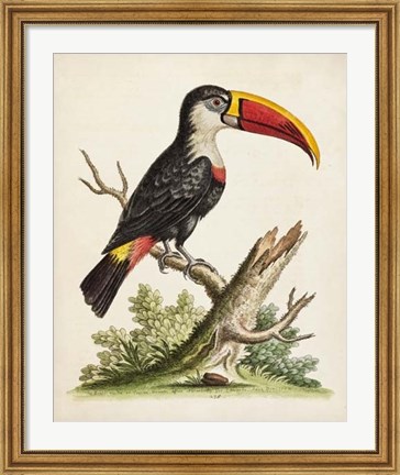 Framed Edwards&#39; Toucan Print