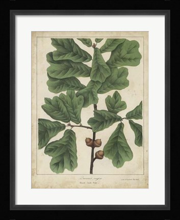 Framed Oak Leaves &amp; Acorns I Print