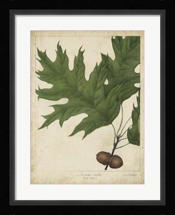 Framed Oak Leaves &amp; Acorns II Print