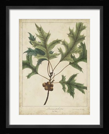Framed Oak Leaves &amp; Acorns IV Print