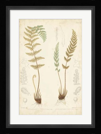 Framed Fern Study I Print