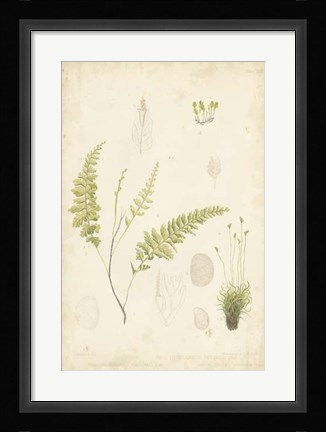 Framed Fern Study IV Print