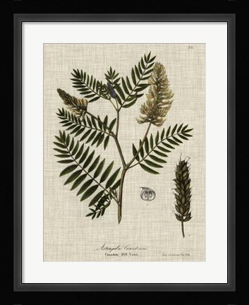 Framed Linen &amp; Leaves III Print