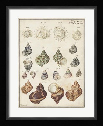 Framed Seashell Synopsis I Print