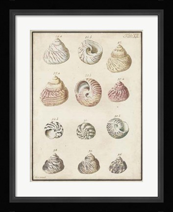 Framed Seashell Synopsis II Print