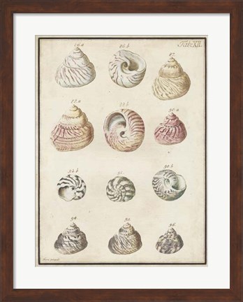 Framed Seashell Synopsis II Print