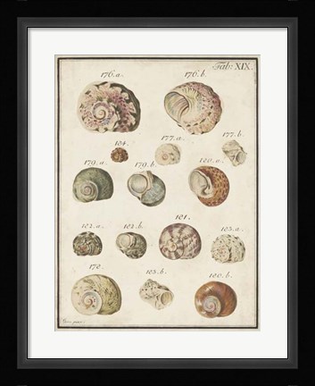 Framed Seashell Synopsis III Print