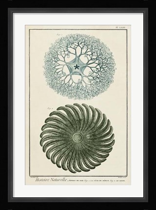 Framed Ocean Oddity I Print