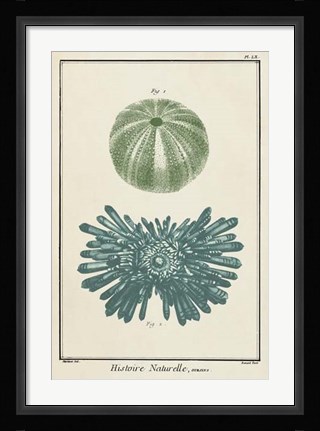 Framed Ocean Oddity III Print