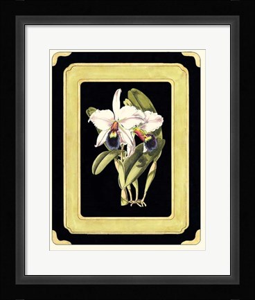 Framed Orchids on Black I Print