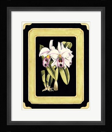 Framed Orchids on Black II Print