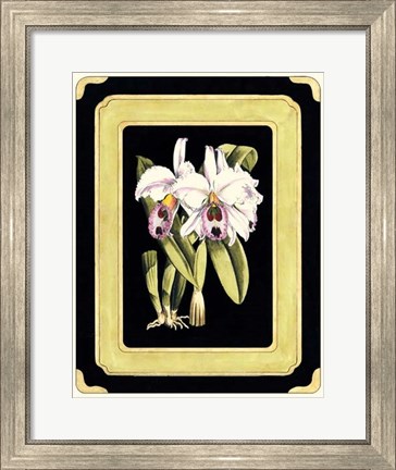 Framed Orchids on Black II Print