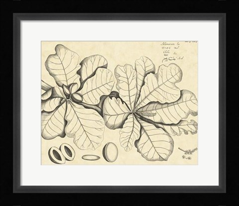 Framed Vintage Leaf Study I Print