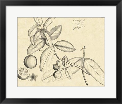 Framed Vintage Leaf Study III Print