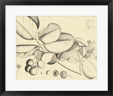 Framed Vintage Leaf Study IV Print