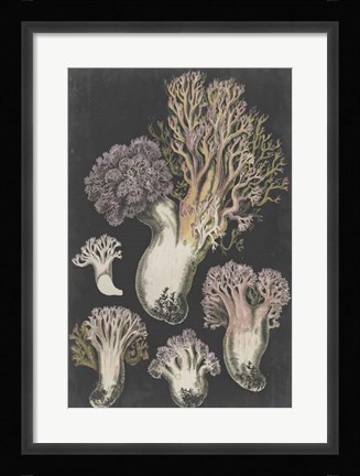 Framed Genus Clavaria I Print