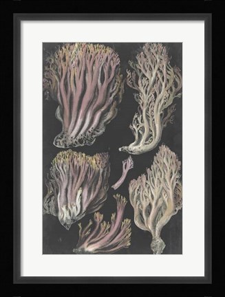 Framed Genus Clavaria II Print