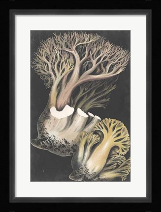 Framed Genus Clavaria III Print