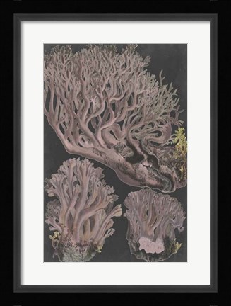 Framed Genus Clavaria IV Print