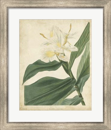 Framed Tropical Floral IV Print