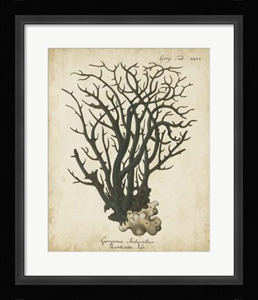 Framed Esper Antique Coral I Print