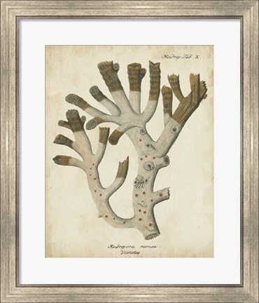 Framed Esper Antique Coral II Print