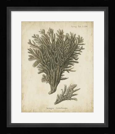 Framed Esper Antique Coral III Print